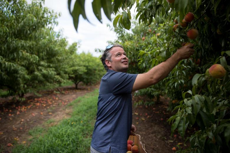 Man in blue short-sleeved shirt reaches up to pick a peach from a tree. He holds a basket of peaches in his other hand.